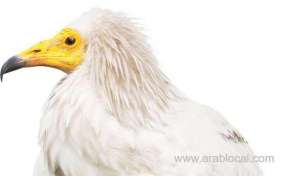 how-much-to-tame-a-bird-in-saudi-arabia-500-riyals_UAE