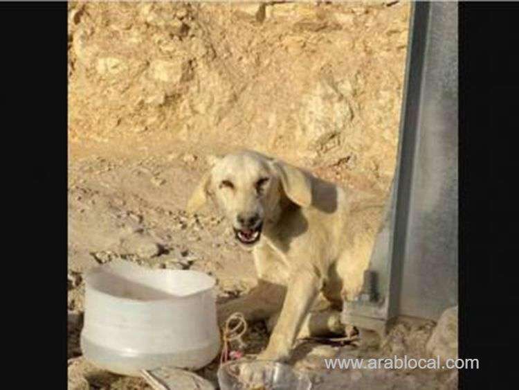 dog-died-in-saudi-arabia-after-it-was-brutally-raped-saudi