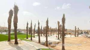 decision-to-ban-the-cultivation-of-palm-trees-in-gardens-and-roads-reveals-more-details_UAE