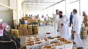 farmers-in-madinah-begin-harvest-of-dates-_UAE