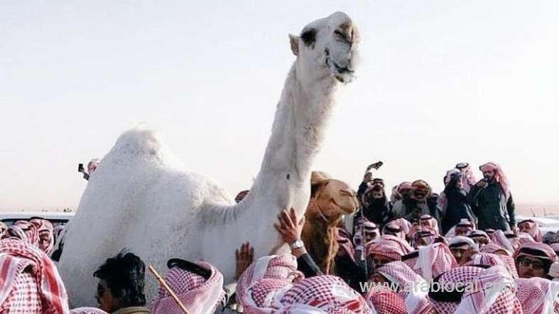 a-camel-worth-sr-30-million-passed-away-in-saudi-arabia-saudi