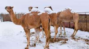 severe-cold-wave-hits-some-parts-of-saudi-arabia--temperatures-to-drop-to-zero-in-riyadh-during-coming-days_UAE