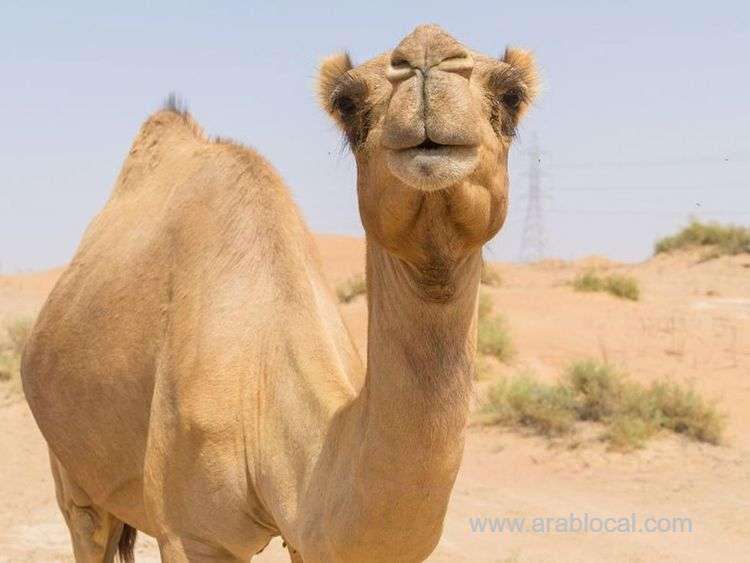 8-people-were-killed-in-separate-horrific-traffic-accident-involving-stray-camels-saudi