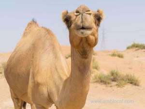 8-people-were-killed-in-separate-horrific-traffic-accident-involving-stray-camels_UAE