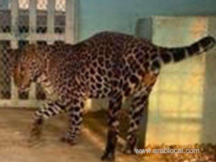 illegal-possession-of-43-endangered-animals-saudi-citizen-detained-in-riyadh-saudi
