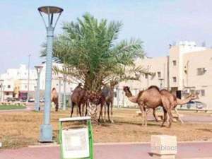 saudi-arabia-launches-worlds-first-digital-platform-for-camel-owners-and-industry-workers_UAE