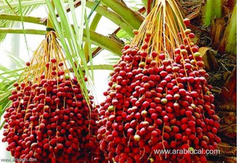 extreme-hot-weather-will-hit-the-kingdom-next-week-saudi