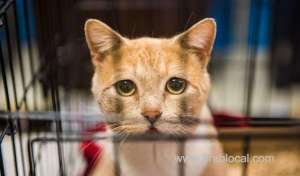 campaign-calls-for-action-against-hotelier-for-cat-cruelty_UAE