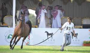 arabian-horses-beauty-championship-organized-by-kaahc-was-ending_UAE