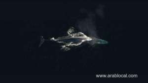 blue-whale-game-caused-a-stir-again-on-social-media-_UAE