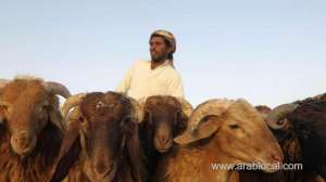 1.14-million-heads-of-sheep-to-imported-for-sacrifice-in-haj_UAE