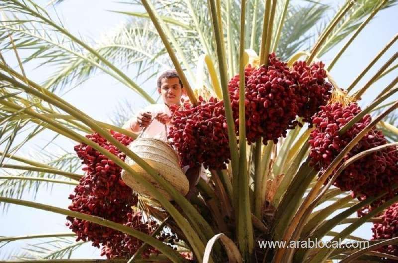 1.9-million-palm-trees-beautify-bisha-saudi