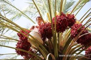 1.9-million-palm-trees-beautify-bisha_UAE