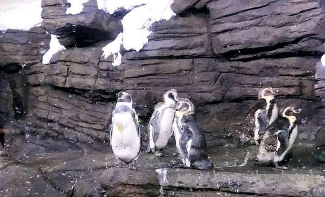 penguins-in-saudi-for-the-first-time,-at-fakieh-aquarium-in-jeddah-saudi
