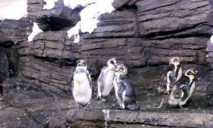 penguins-in-saudi-for-the-first-time,-at-fakieh-aquarium-in-jeddah_saudi