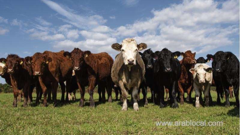 kingdom-lifts-ban-on-importing-brazilian-cattle-saudi