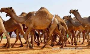 registration-opens-for-saudi-crown-prince-camel-festival_UAE