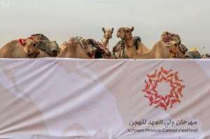 second-phase-of-saudi-crown-prince-camel-festival-begins_UAE