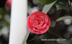 a-rare-english-rose-is-taking-root-in-the-urban-garden-of-riyadh_saudi