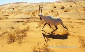 all-eyes-are-on-animals-because-it's-world-wildlife-day_saudi