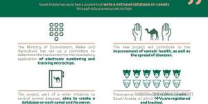saudi-arabia-to-create-database-for-tracking-camels-via-subcutaneous-implanted-rice-grain-size-microchips_saudi