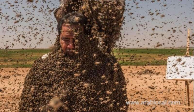 saudi-attempts-to-set-new-world-record-for-bees-covering-his-body-saudi