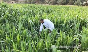 saudi-environment-ministry-celebrates-arab-agriculture-day_UAE