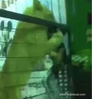makkah-governorate-stop-jeddah-spring-festival-after-a-cub-attacked-a-girl_saudi