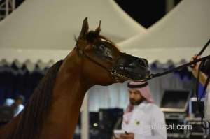 beautiful-horses-trot-through-titles-and-prizes-in-jeddah-arabian-horse-show_UAE