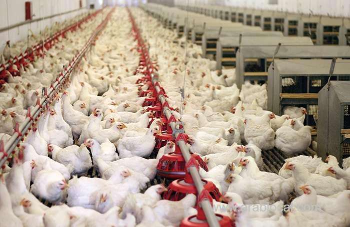 saudi-arabia-banned-imports-of-live-birds-from-bulgaria-saudi