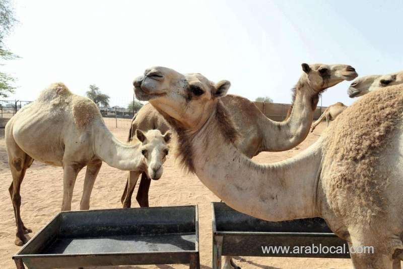 cement-plants-in-ras-al-khaimah-using-camel-dung-as-alternative-fuel-saudi