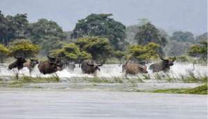 17-rare-one-horned-rhinos-killed-by-floods-in-india_UAE