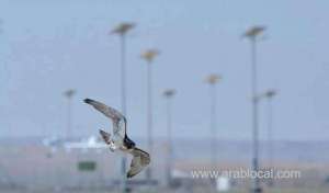 falconry-beauty-pageant-sr300000-for-winner_UAE