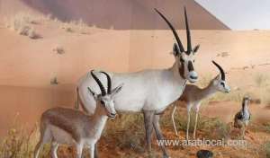 saudi-ministry-fines-animal-welfare-act-violators_UAE