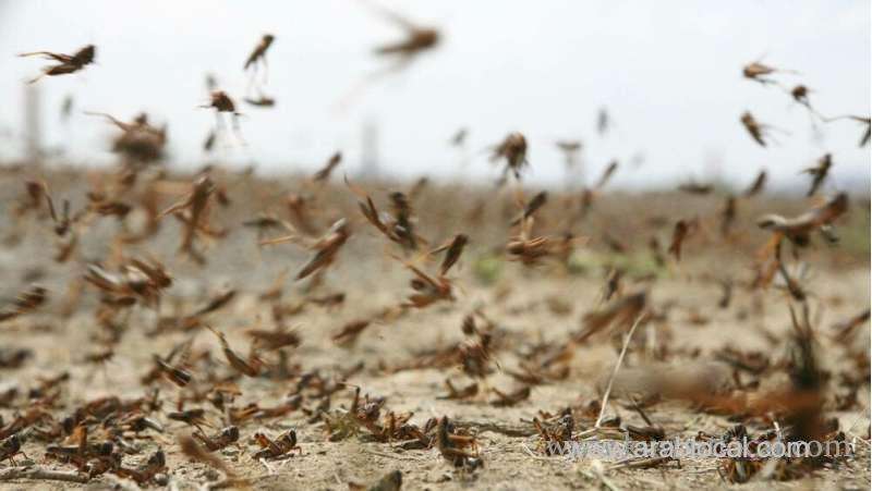 locusts-invade-farms-in-saudi-arabia-and-yemen-saudi