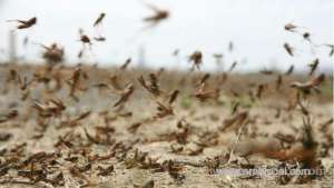 locusts-invade-farms-in-saudi-arabia-and-yemen_saudi