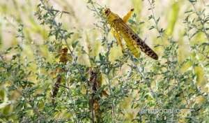 swarms-of-locusts-attack-crops-in-different-parts-of-saudi-arabia_saudi