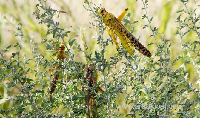 swarms-of-locusts-attack-crops-in-different-parts-of-saudi-arabia-saudi