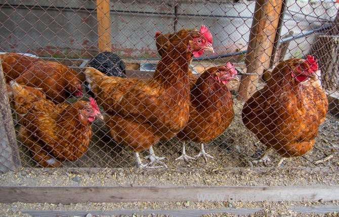 saudi-arabias-qassim-announces-closure-of-bird-markets-to-prevent-the-spread-of-bird-flu-saudi