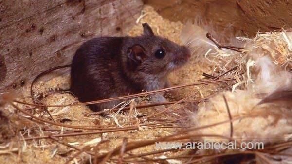 now-it-is-hantavirus-in-china-as-coronavirus-slows-down-in-china-saudi