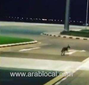 wild-wolf-was-spotting-at-the-bisha-airport_UAE