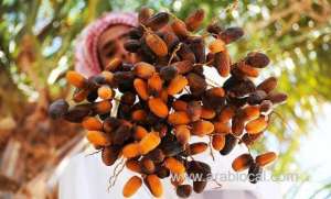 al-ahsa-dates-and-related-products-flows-to-the-market-as-ramadan-nears_saudi