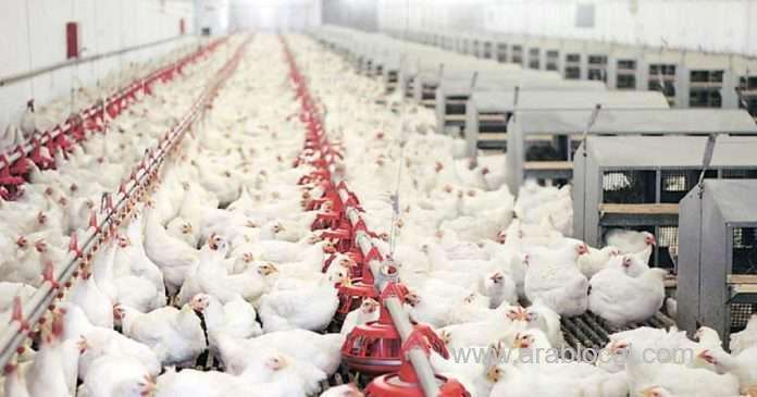 saudi-arabia-temporarily-bans-poultry-imports-from-india-saudi