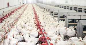 saudi-arabia-temporarily-bans-poultry-imports-from-india_UAE