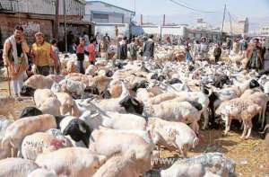 stringent-health-rules-are-observed-for-sacrificial-animals_saudi