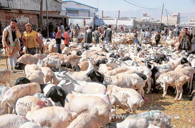 stringent-health-rules-are-observed-for-sacrificial-animals-saudi