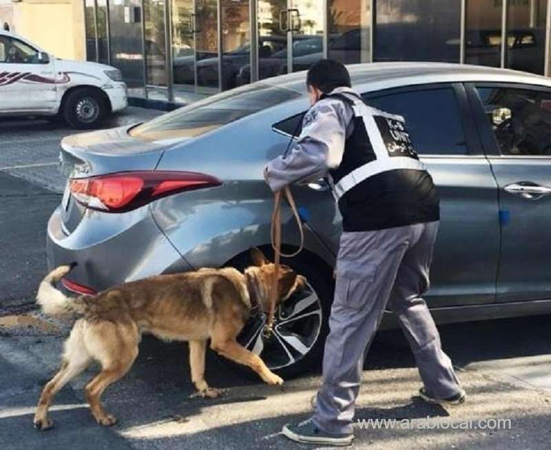 we-are-currently-using-dogs-to-detect-corona-saudi