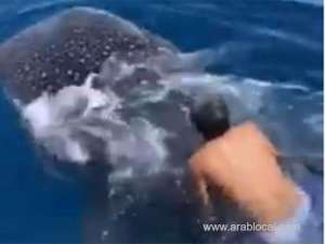 saudi-man-takes-a-ride-on-the-back-of-whale-shark_saudi