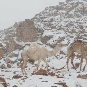 Snowing In Some Parts Of Saudi Arabia